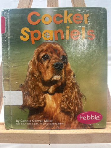 Cocker spaniels connie - cocker,